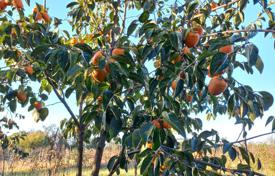 Продается замечательный участок в Гурии — возделанное фруктовое хозяйство в 5 км от моря за $201 000